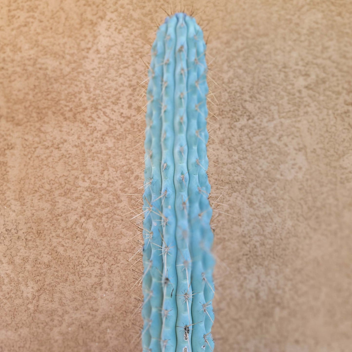 Browningia hertlingiana -  4 Feet Tall!!