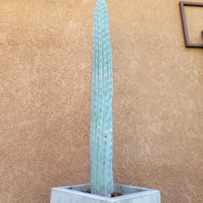 Browningia hertlingiana -  4 Feet Tall!! collector cactus specimen