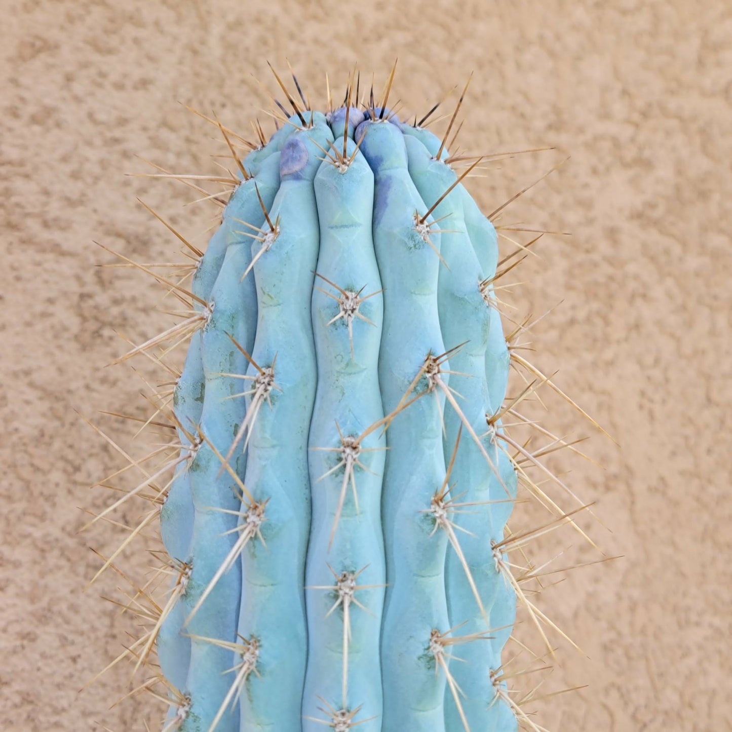 Browningia hertlingiana -  4 Feet Tall!!