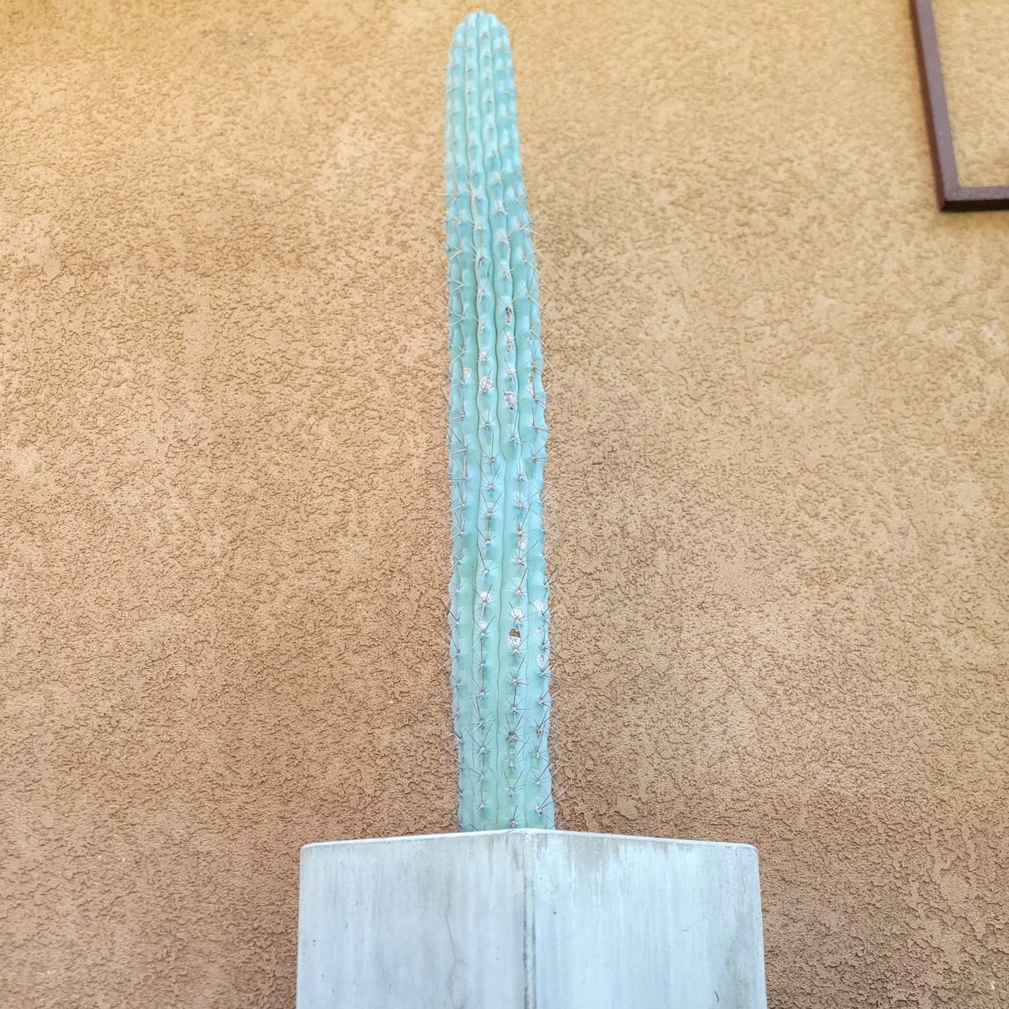 Browningia hertlingiana -  4 Feet Tall!!