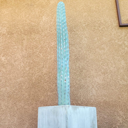 Browningia hertlingiana -  4 Feet Tall!!