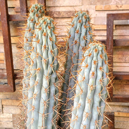 Browningia hertlingiana - 6 Arm Cluster - 2 Feet Tall!