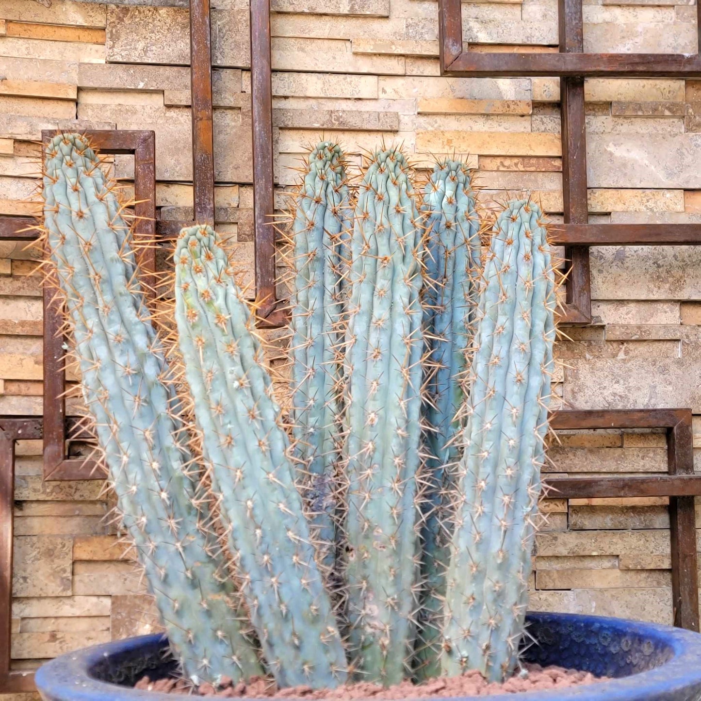 Browningia hertlingiana - 6 Arm Cluster - 2 Feet Tall!