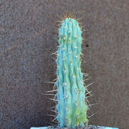 Browningia hertlingiana