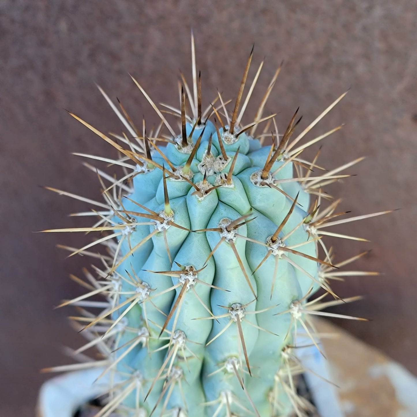 Browningia hertlingiana