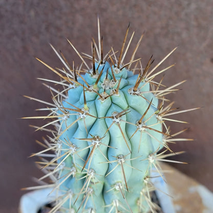 Browningia hertlingiana