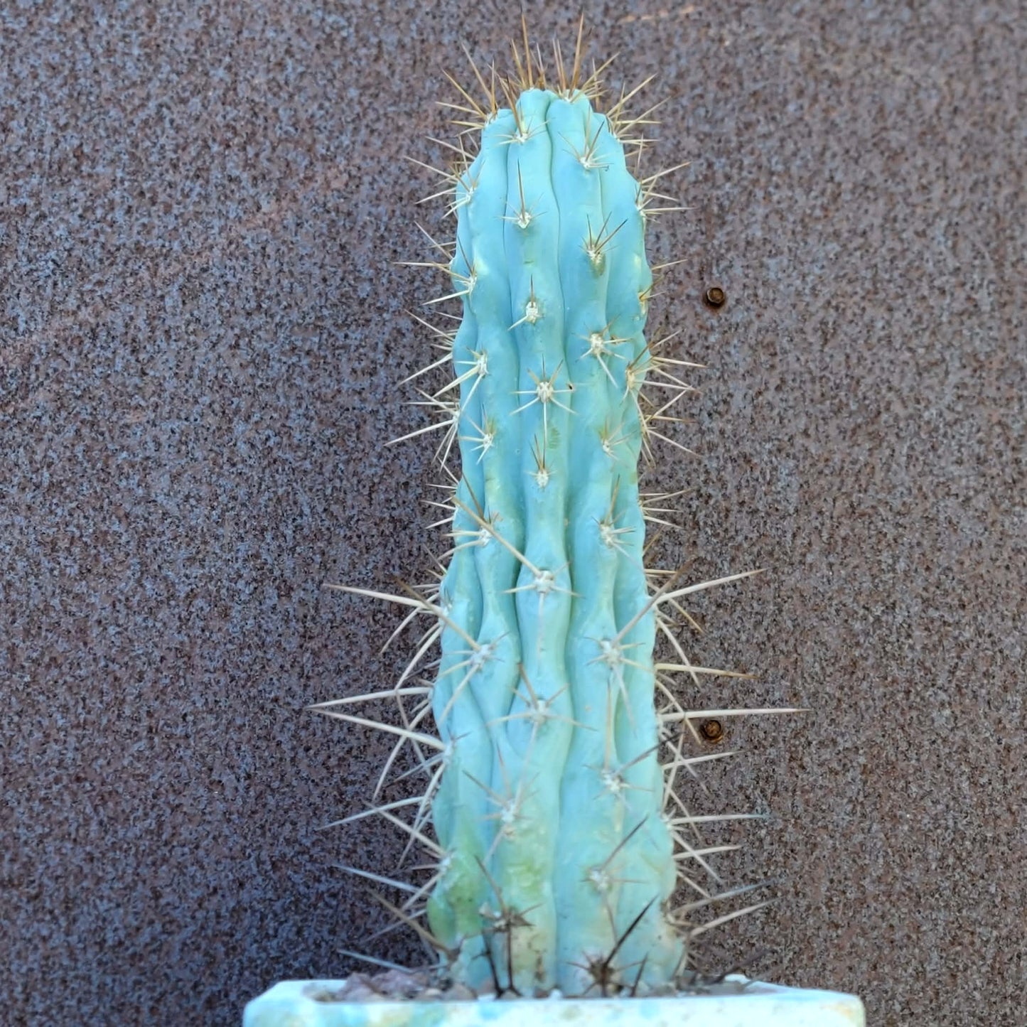 Browningia hertlingiana