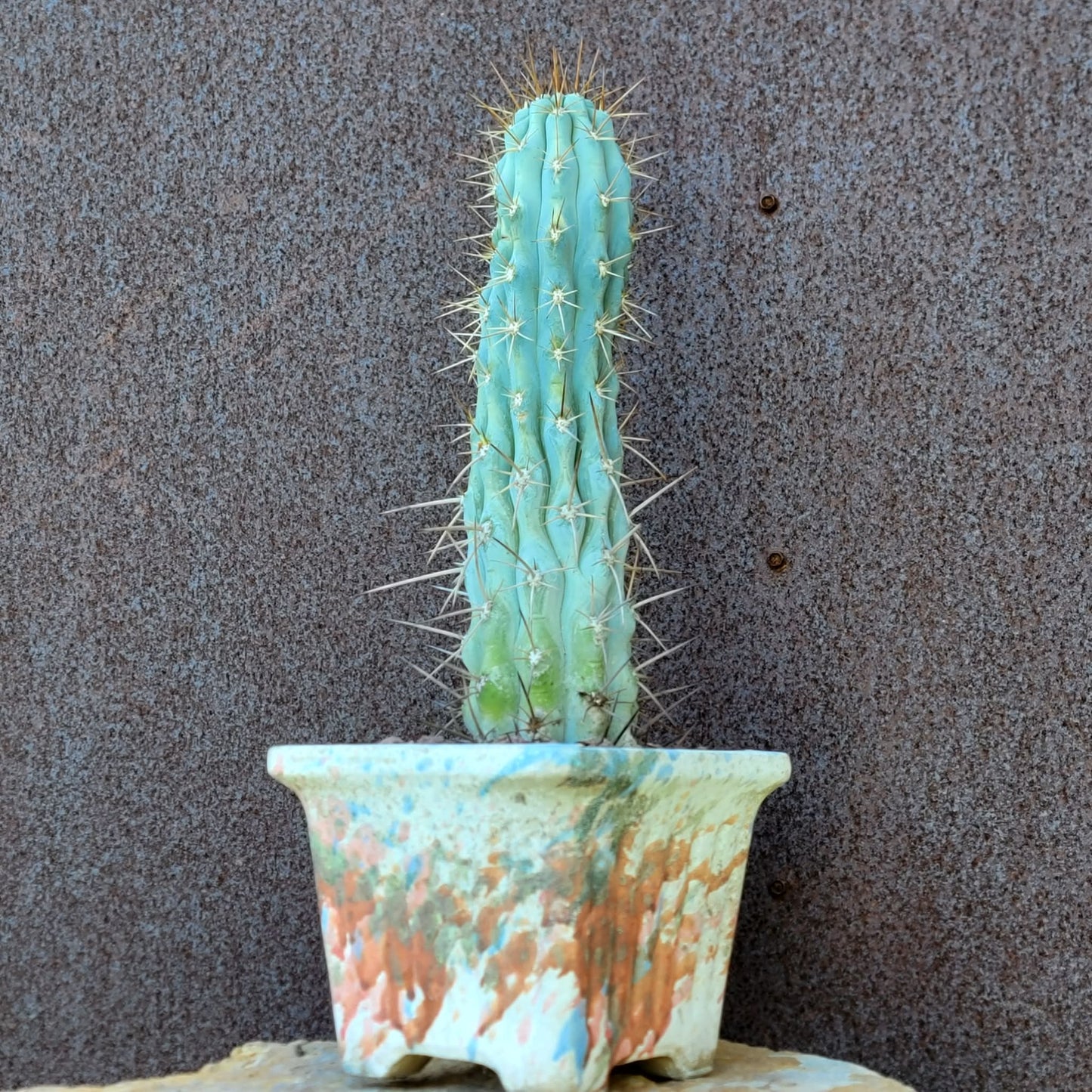Browningia hertlingiana