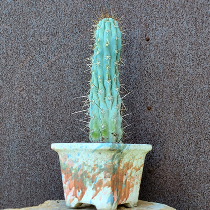 Browningia hertlingiana
