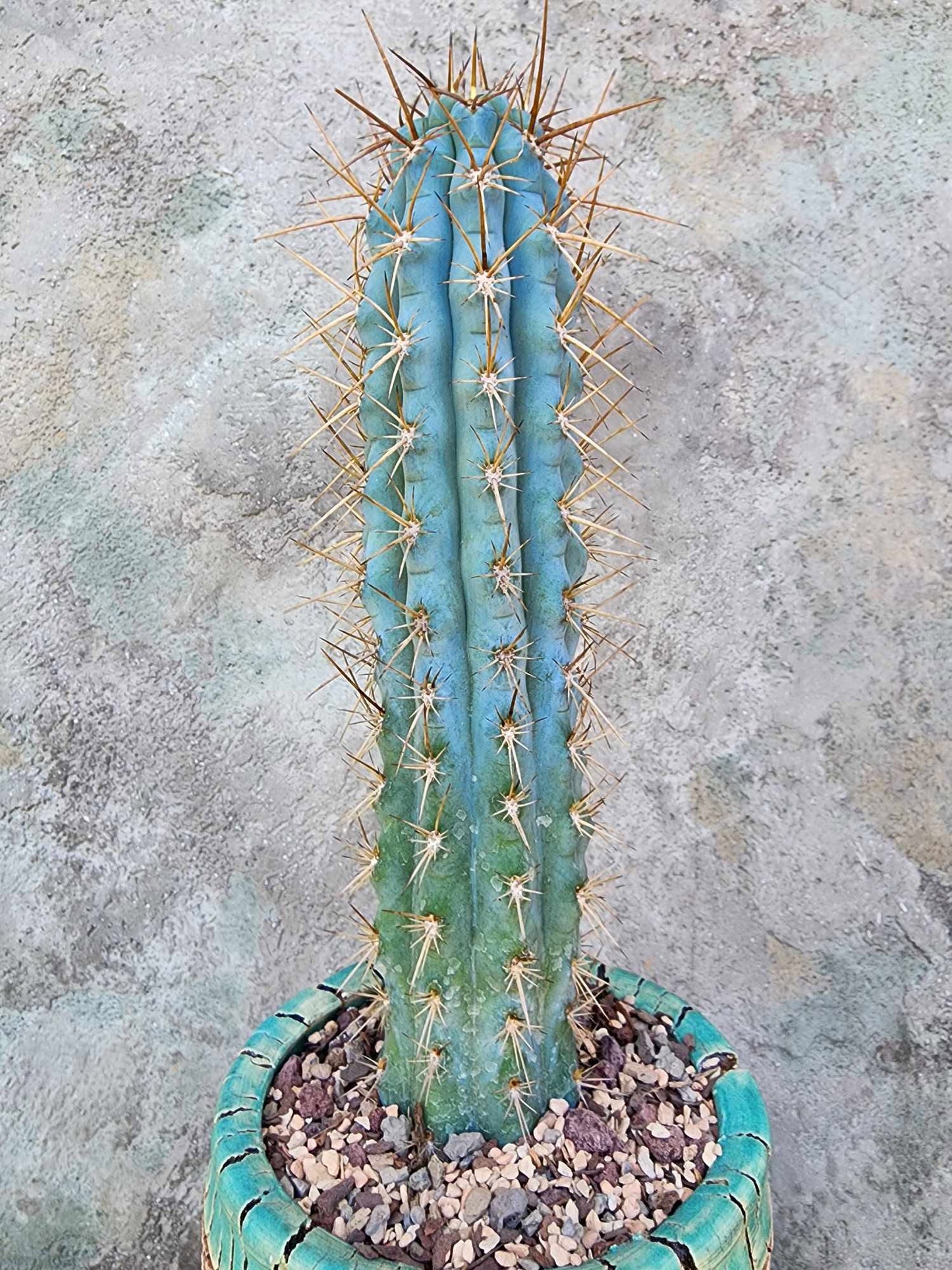 Browningia hertlingiana