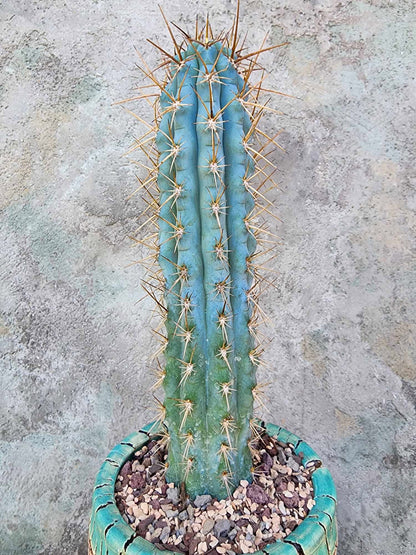 Browningia hertlingiana