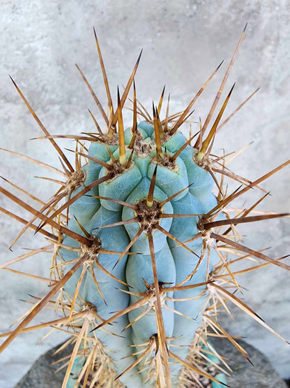 Browningia hertlingiana