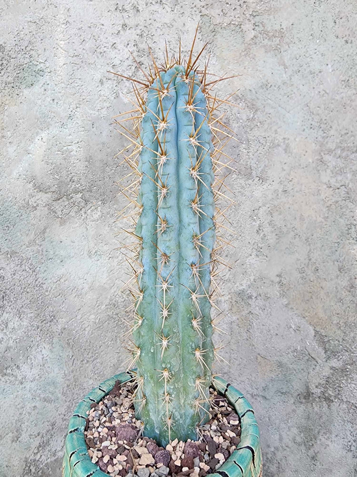 Browningia hertlingiana