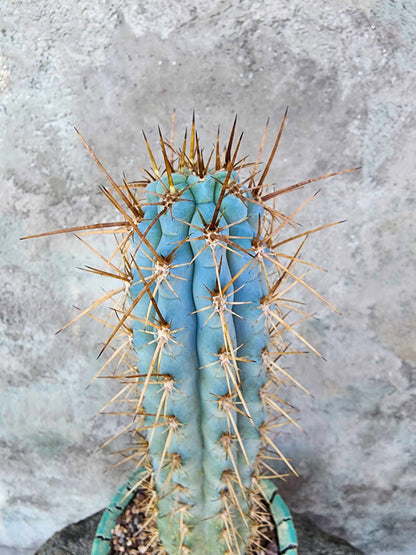 Browningia hertlingiana