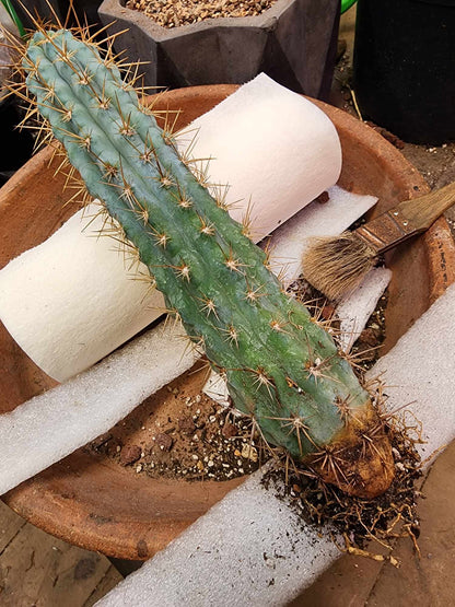 Browningia hertlingiana