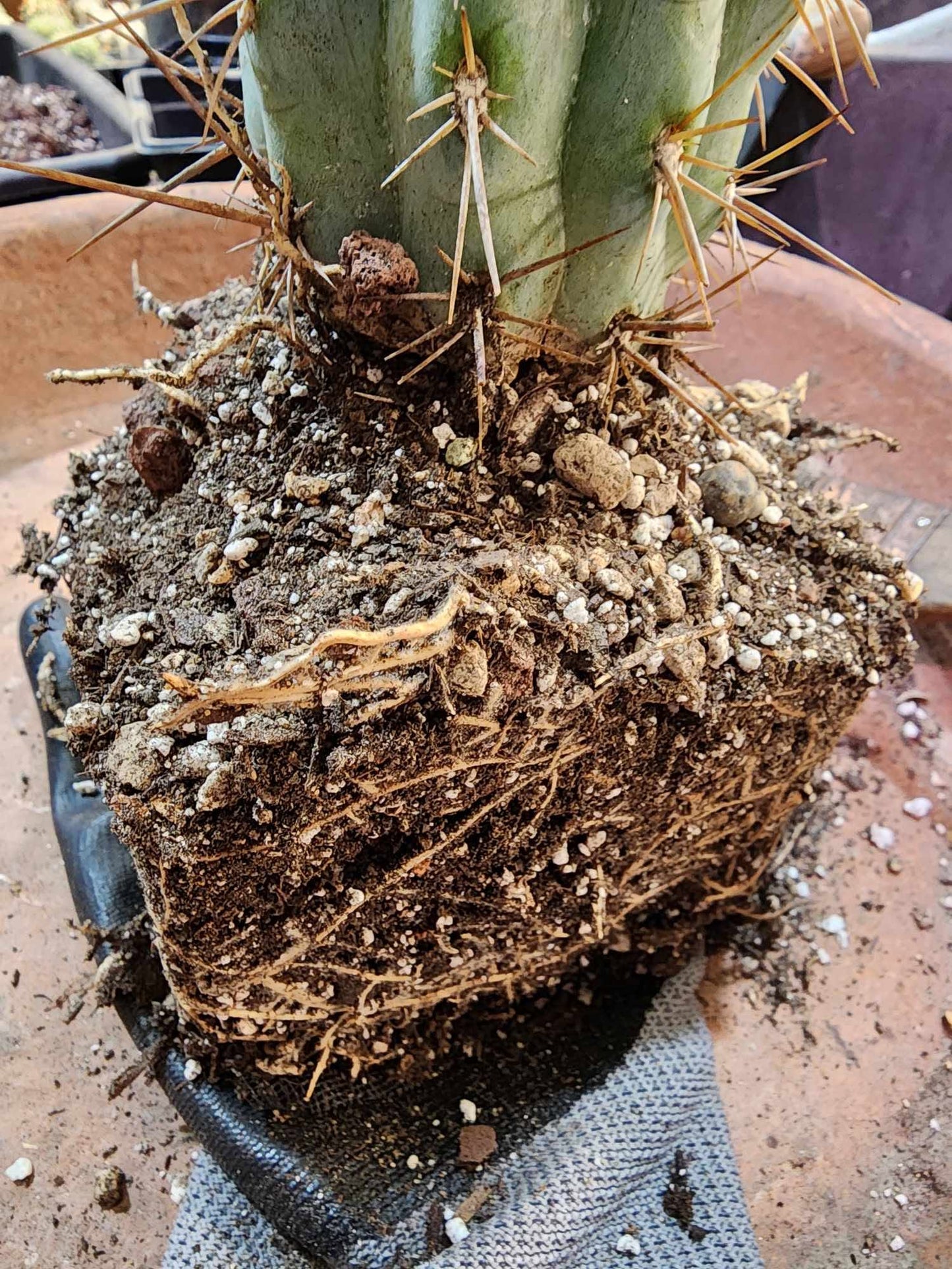 Browningia hertlingiana