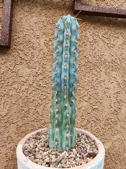 Browningia hertlingiana