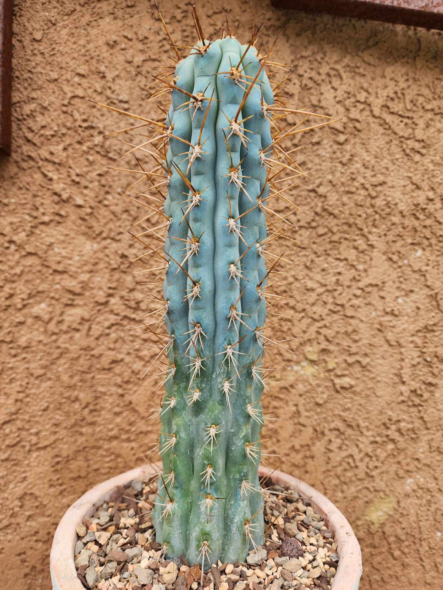 Browningia hertlingiana