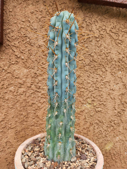 Browningia hertlingiana