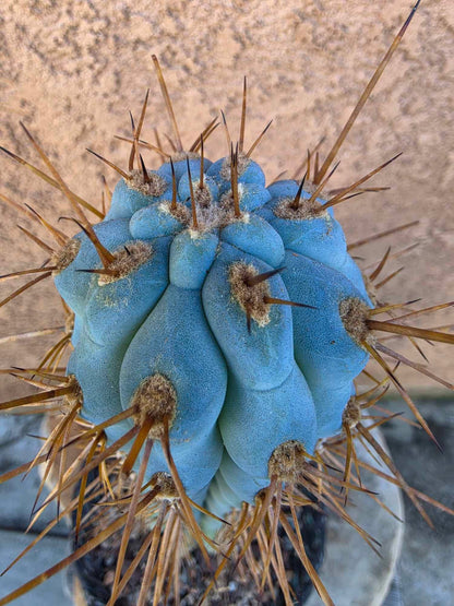 Browningia hertlingiana