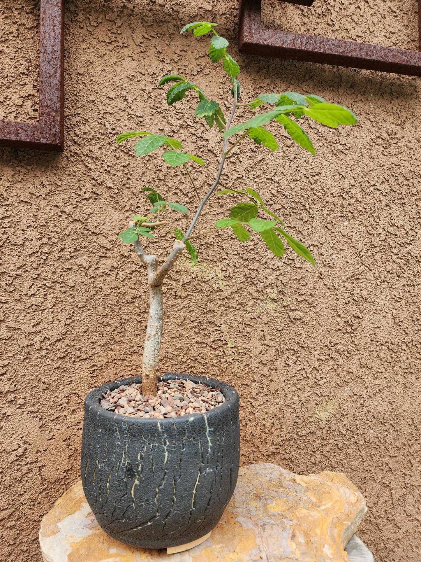 Bursera fagaroides (Fragrant Bursera) - Last one!