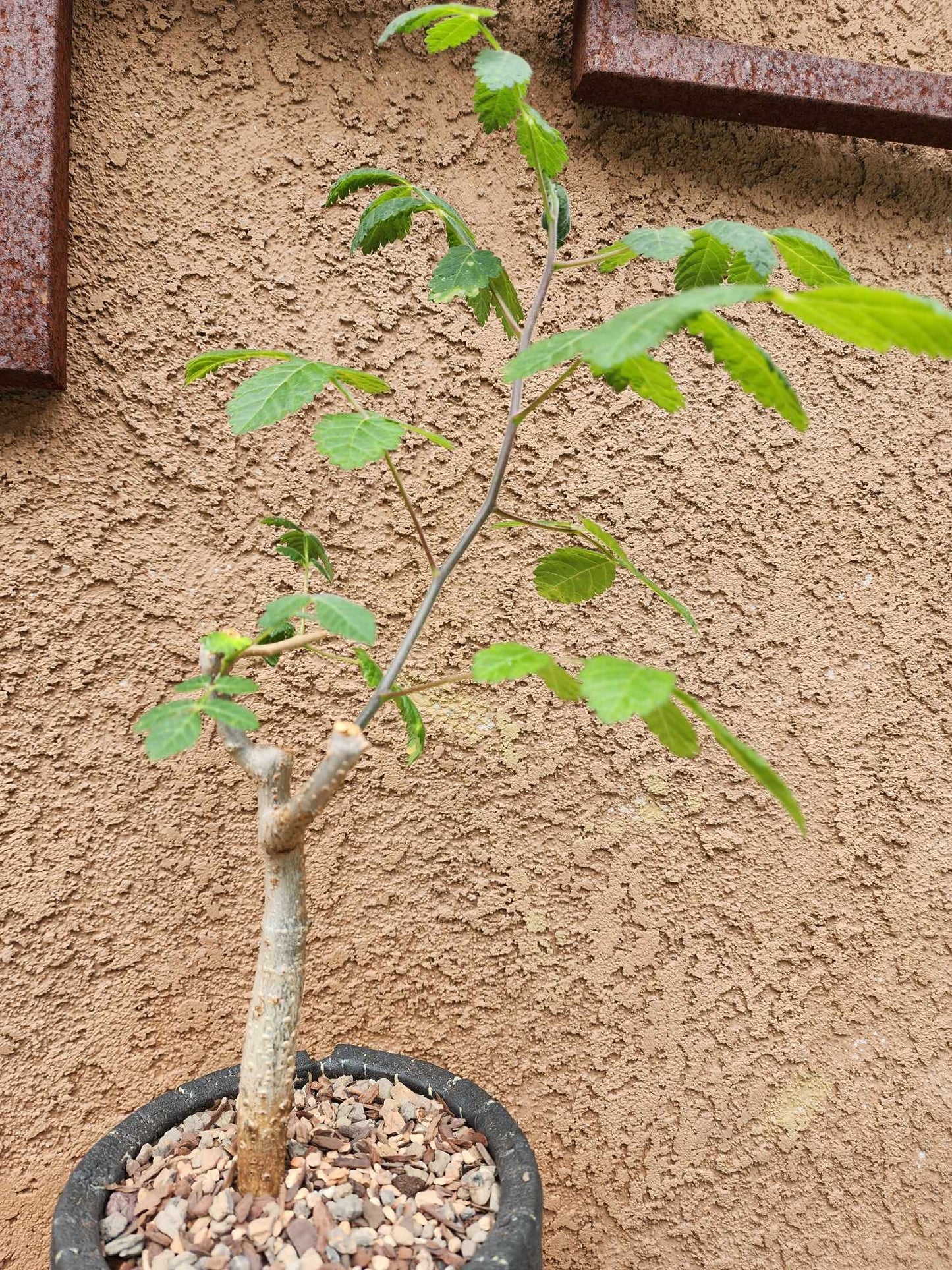 Bursera fagaroides (Fragrant Bursera) - Last one!