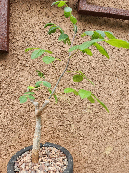 Bursera fagaroides (Fragrant Bursera) - Last one!