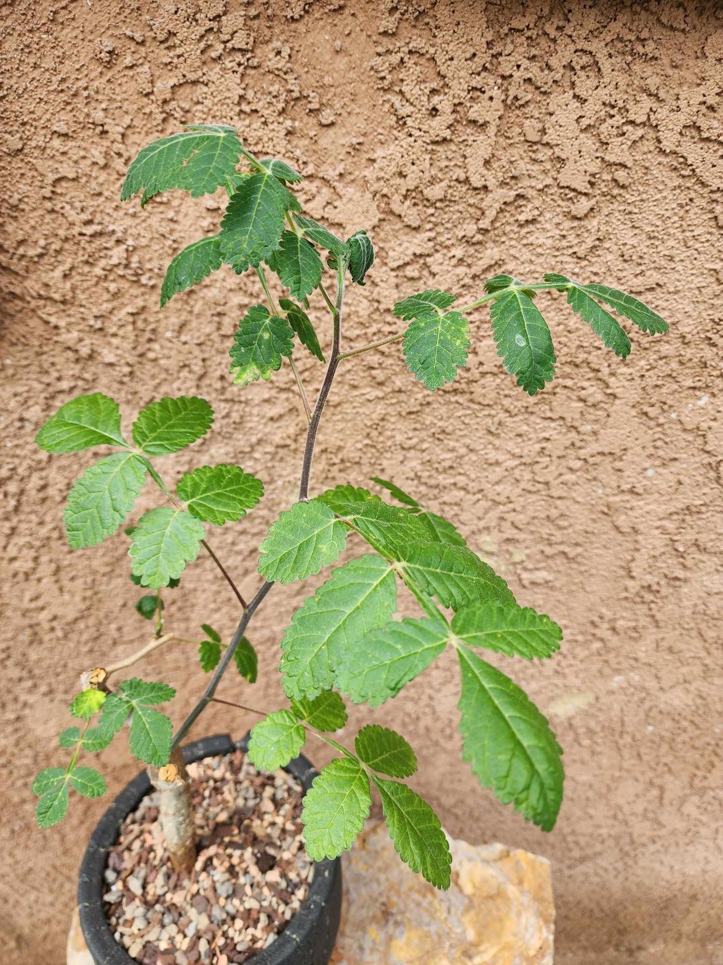 Bursera fagaroides (Fragrant Bursera) - Last one!