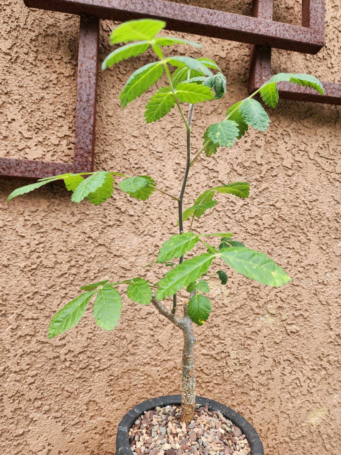 Bursera fagaroides (Fragrant Bursera) - Last one!