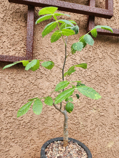 Bursera fagaroides (Fragrant Bursera) - Last one!