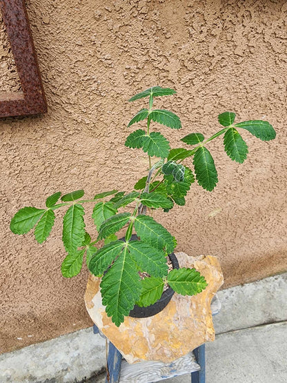 Bursera fagaroides (Fragrant Bursera) - Last one!