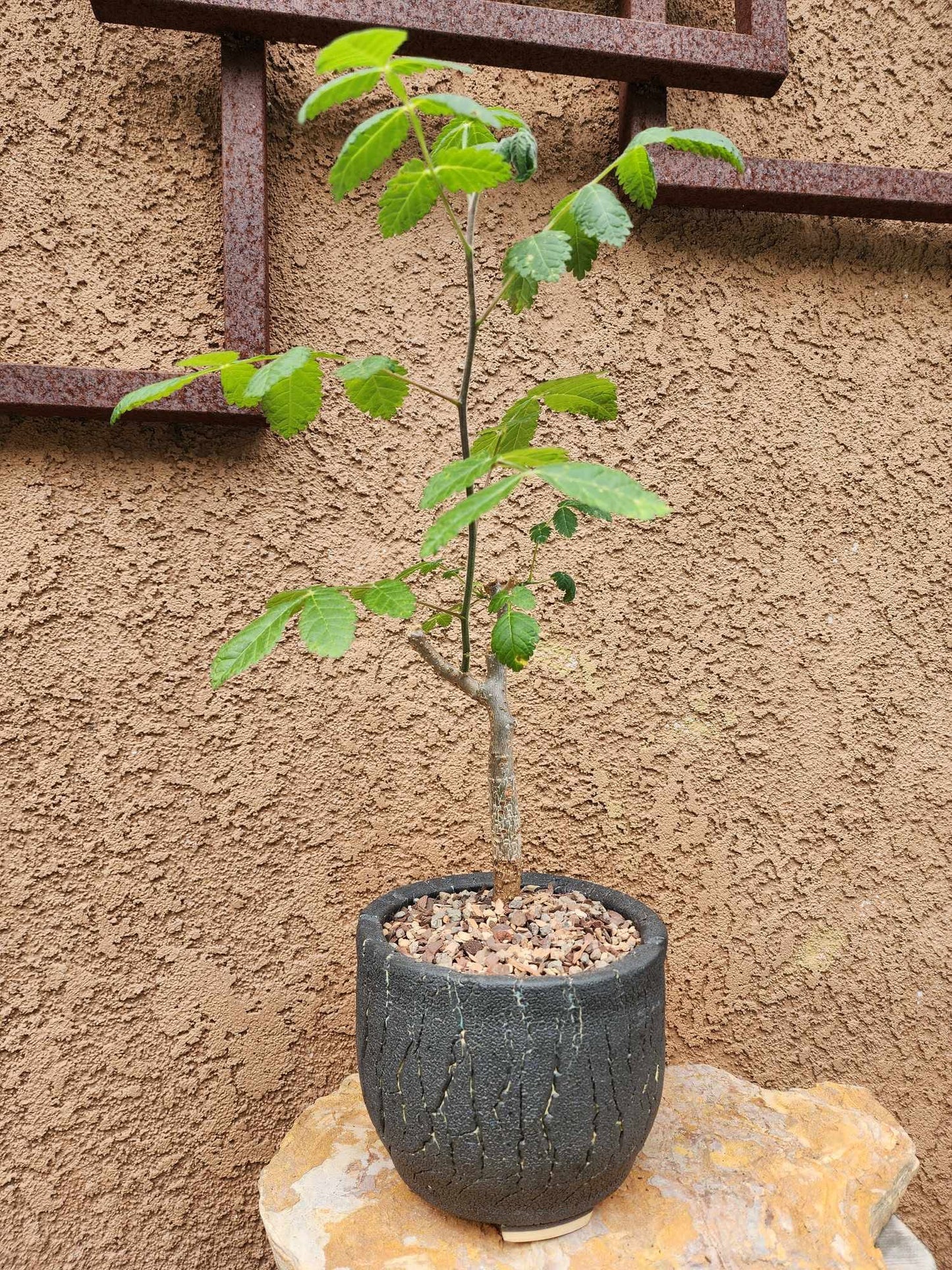 Bursera fagaroides (Fragrant Bursera) - Last one!