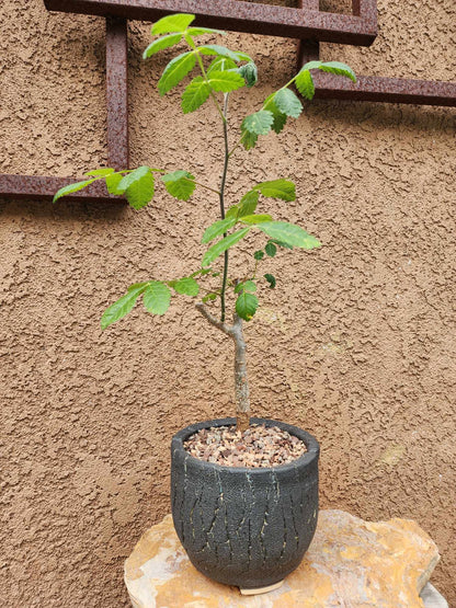 Bursera fagaroides (Fragrant Bursera) - Last one!