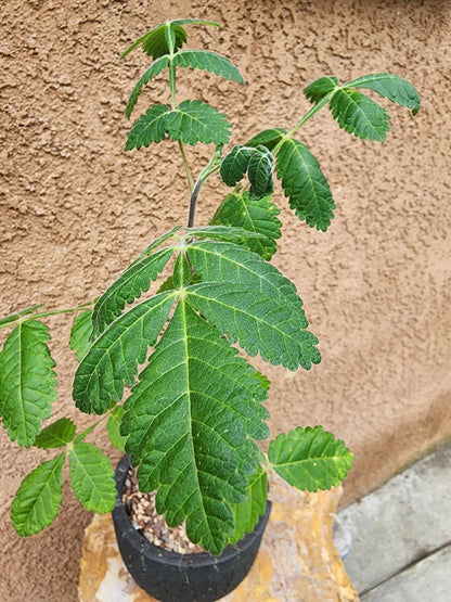 Bursera fagaroides (Fragrant Bursera) - Last one!