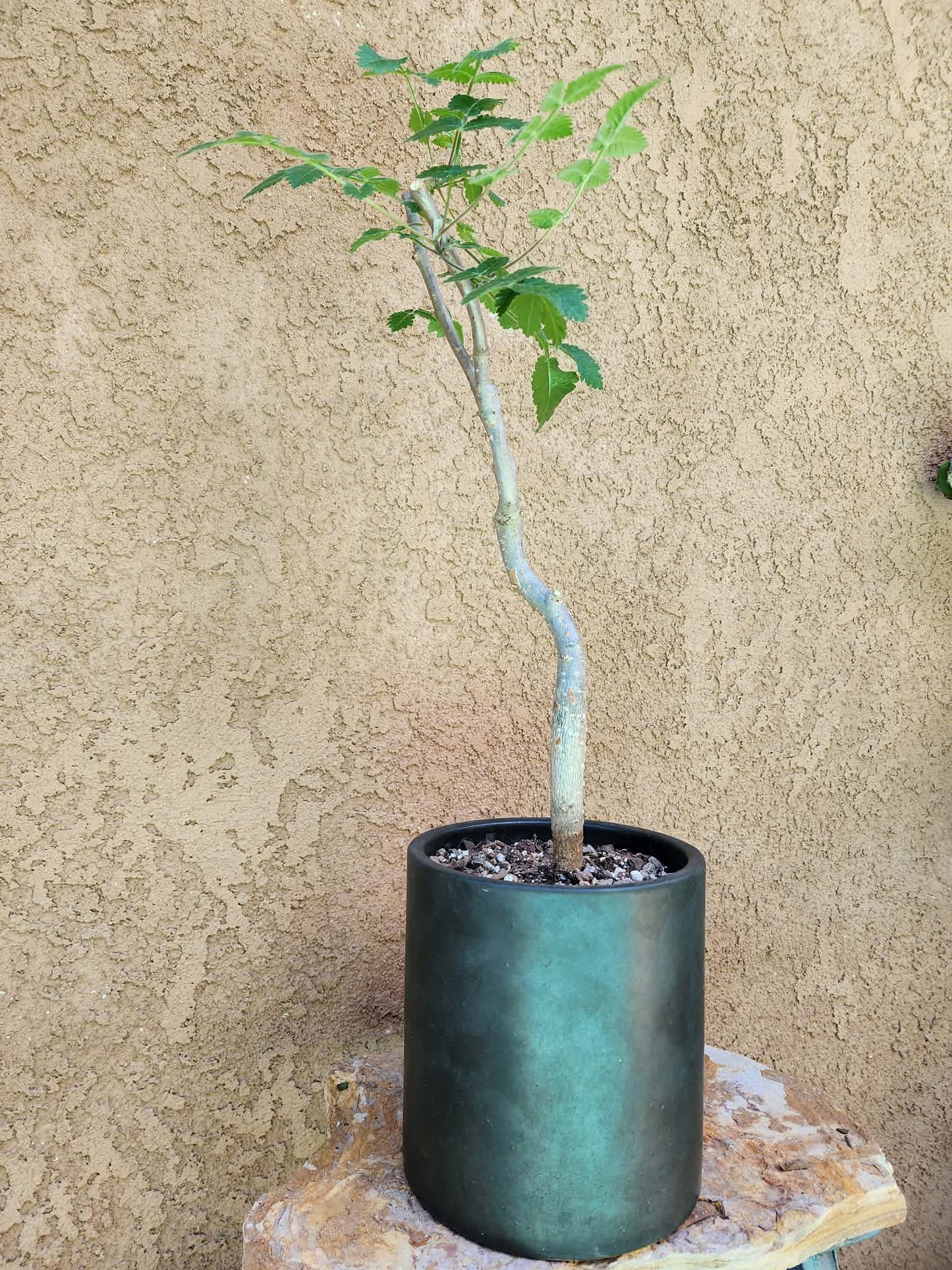 Bursera fagaroides (Fragrant Bursera)