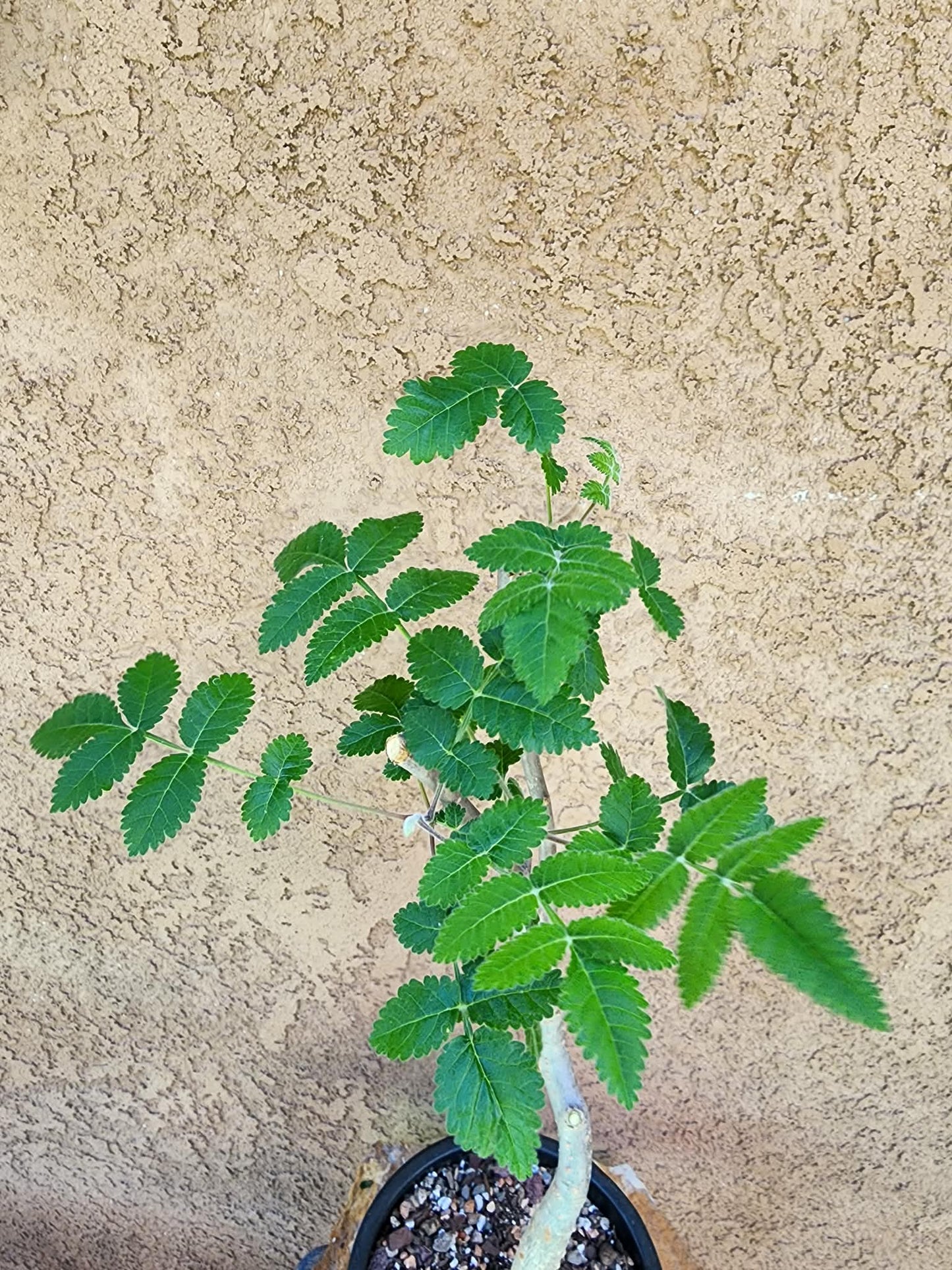 Bursera fagaroides (Fragrant Bursera)