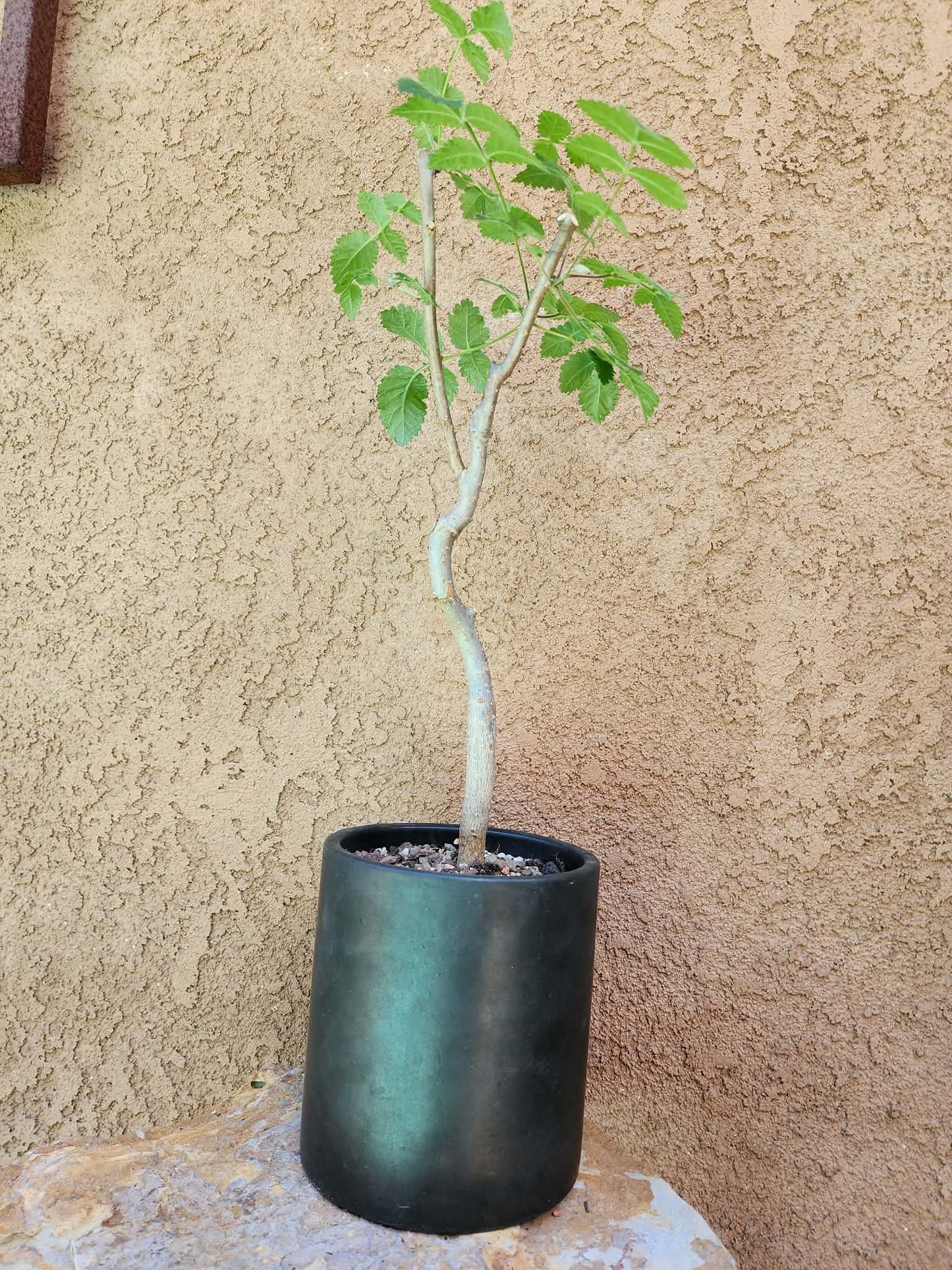 Bursera fagaroides (Fragrant Bursera)