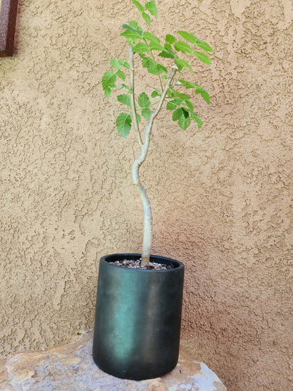 Bursera fagaroides (Fragrant Bursera)