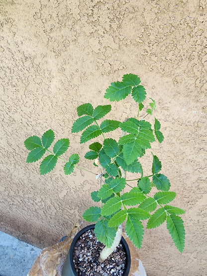 Bursera fagaroides (Fragrant Bursera)