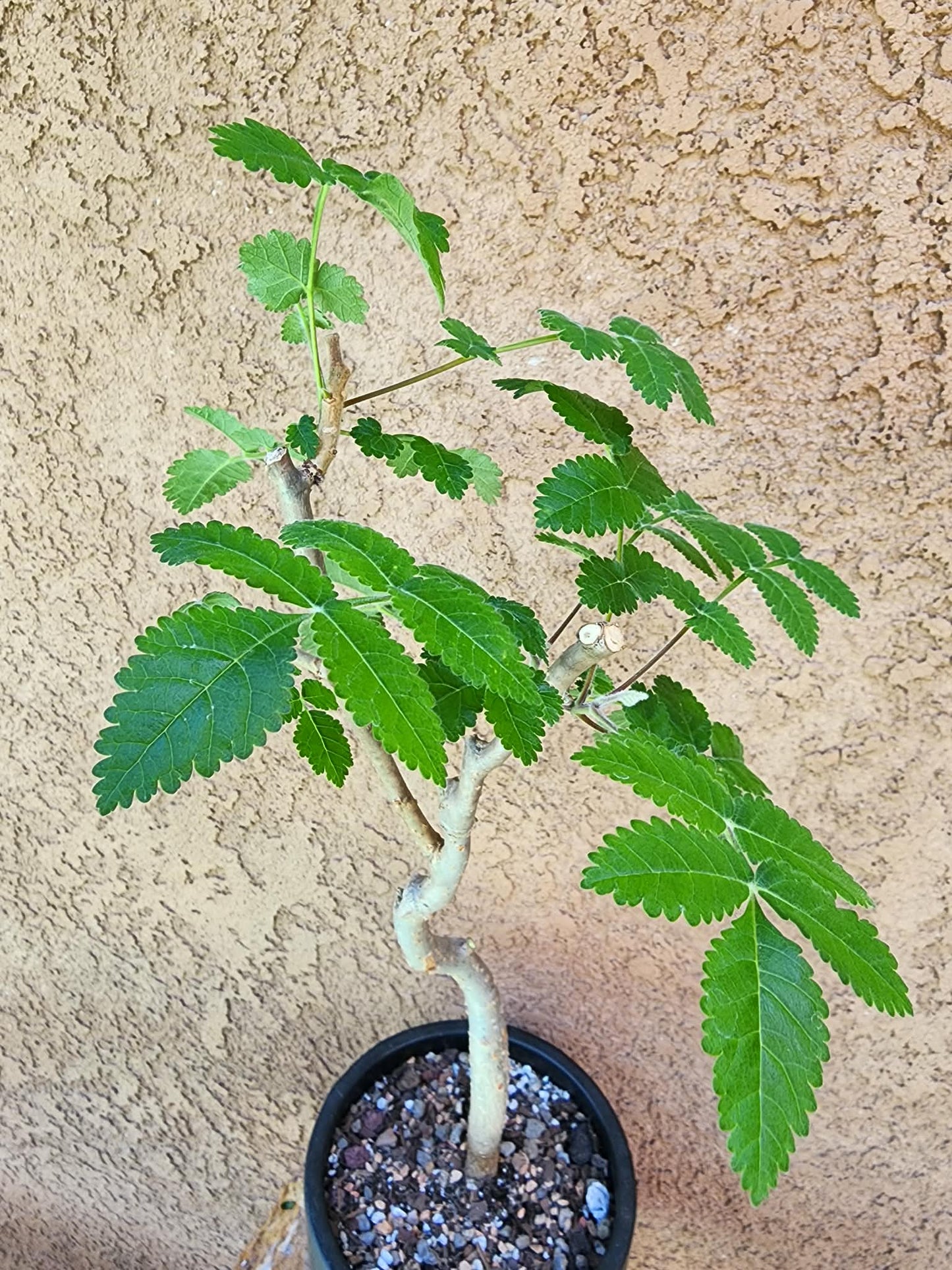 Bursera fagaroides (Fragrant Bursera)