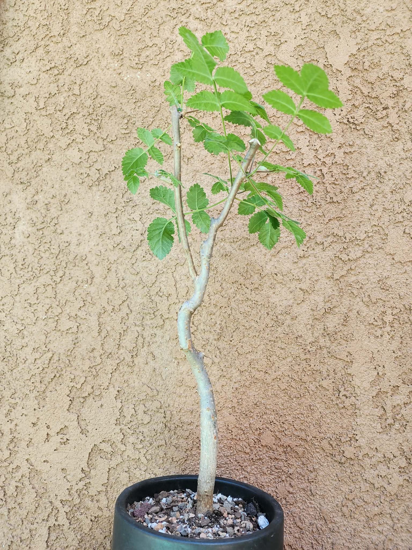 Bursera fagaroides (Fragrant Bursera)