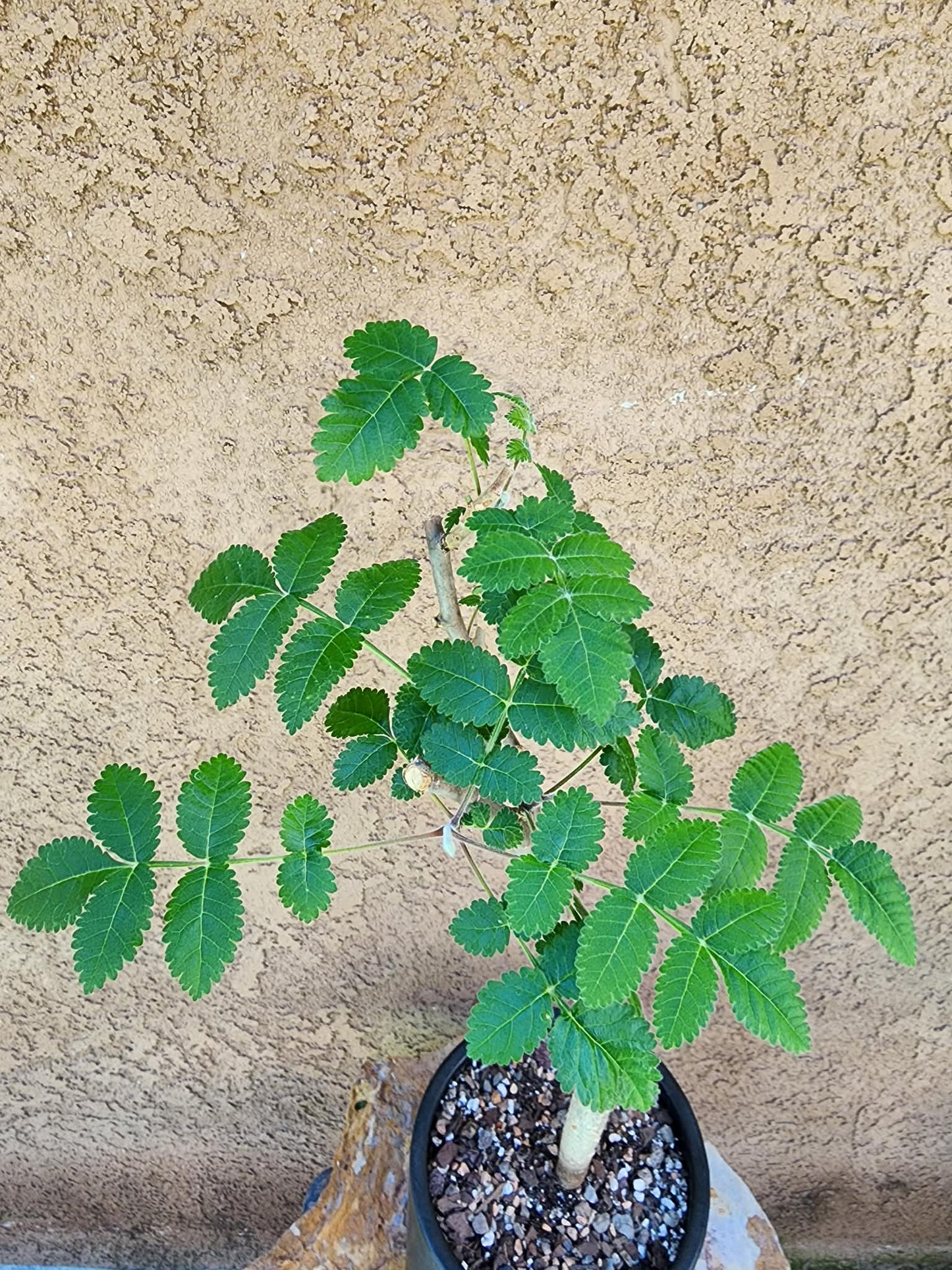 Bursera fagaroides (Fragrant Bursera)