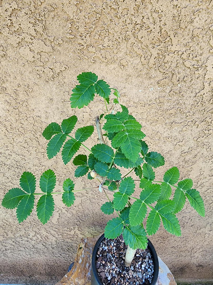 Bursera fagaroides (Fragrant Bursera)