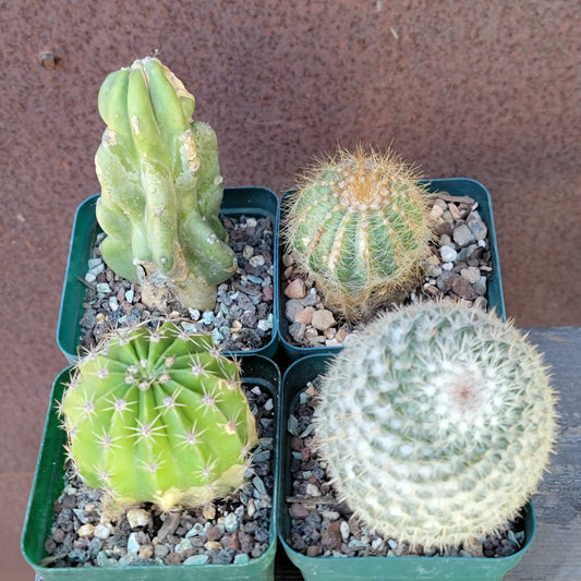 Cactus Bundle #2 -  4 Varieties