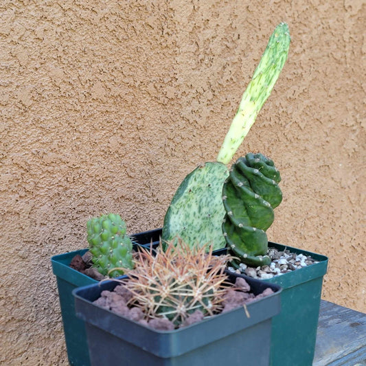 Cactus Bundle #4 -  4 Varieties