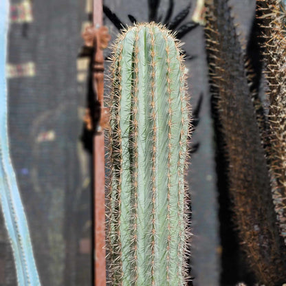 Carnegiea gigantea - Saguaro Cactus - 35" Tall!
