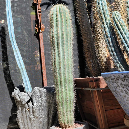 Carnegiea gigantea - Saguaro Cactus - 35" Tall!
