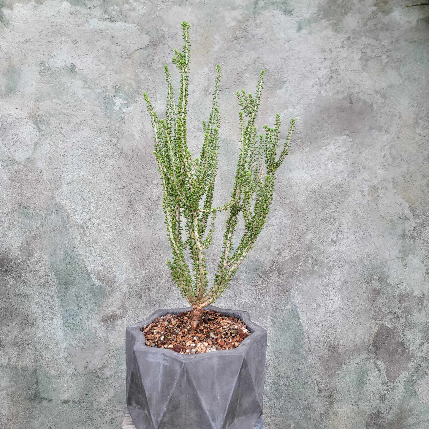 Glazed Terra Cotta Planter - Blue-Gray
