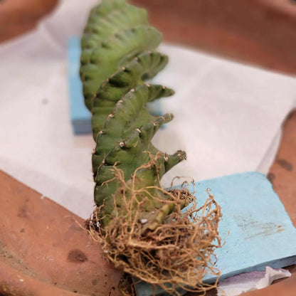 Cereus forbesii Spiralis - Spiral Cactus - Rooted