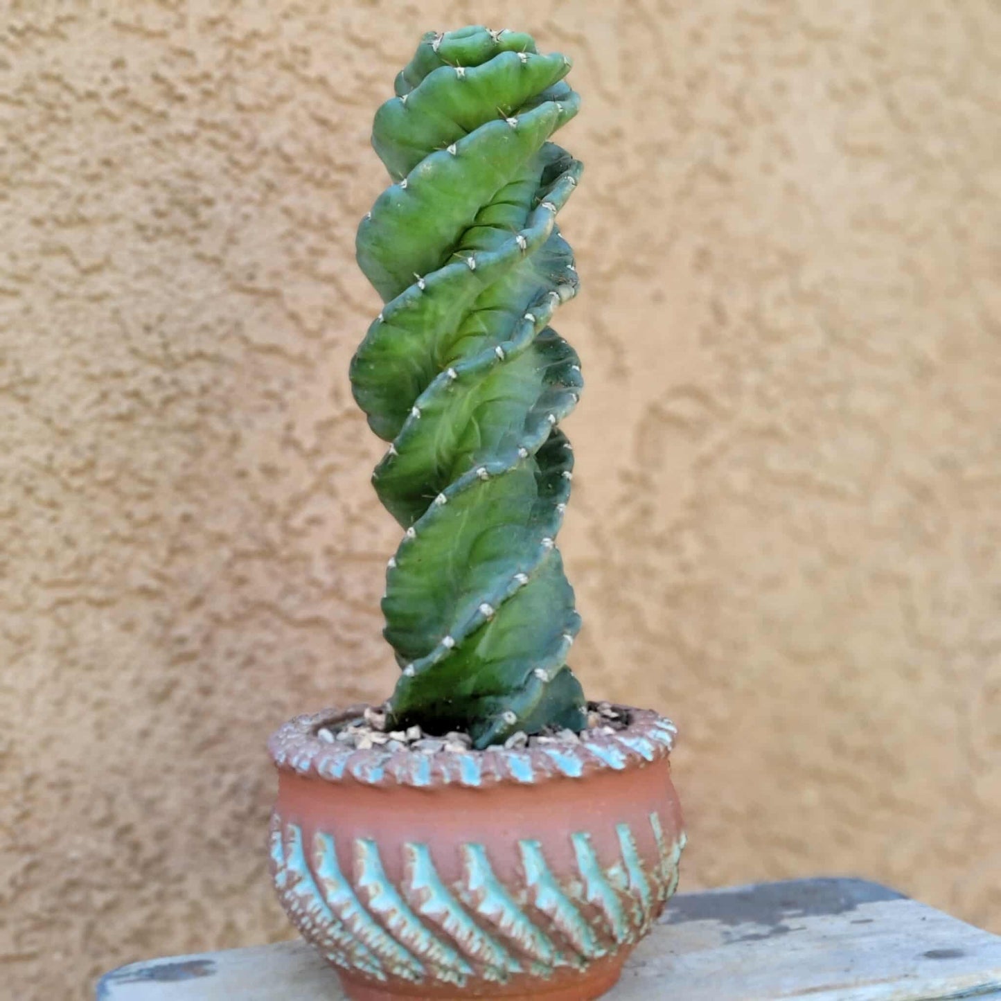 Cereus forbesii Spiralis - Spiral Cactus - Rooted